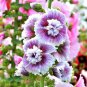 Top-Quality 25 Dbl Purple White Hollyhock Seeds Perennial Flower Seed Flowers 878 US SELLER