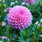 New Arrival 25 Sabrina Dahlia Seeds Flower Perennial Flowers Seed Flowering Bloom 1150 US