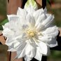 Top-Quality 25 Double White Clematis Seeds Climbing Perennial Plumeria Bloom Seed 713 USA