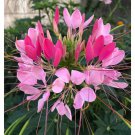Best-Selling 100 Candu Pink Spider Seeds Clome Spinosa Perennial 1169 US Seller Butterfly Bee