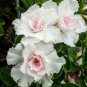 Top-Quality 4 Double White Desert Rose Seeds Adenium Flower Bloom Perennial Seed 6 US SELLER