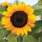 Exclusive 25 ProCut Orange Sunflower Seeds Flowers Seed Flower Perennial Sun Bloom 567