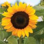 Exclusive 25 ProCut Orange Sunflower Seeds Flowers Seed Flower Perennial Sun Bloom 567