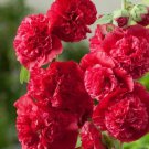 Best-Selling 25 Double Scarlet Hollyhock Seeds Perennial Flower Seed Flowers 858 US SELLER