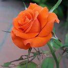 New Arrival 10 Orange Rose Seeds Flower Bush Perennial Bloom Shrub Flowering Sed Blooms 1339