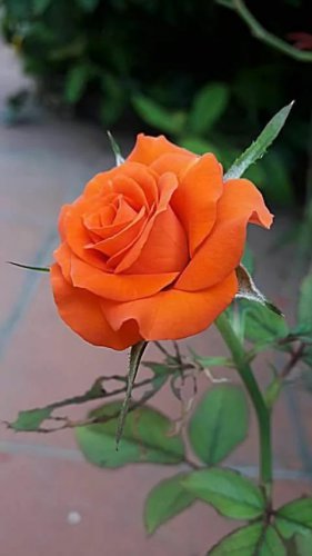 New Arrival 10 Orange Rose Seeds Flower Bush Perennial Bloom Shrub Flowering Sed Blooms 1339