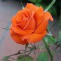 New Arrival 10 Orange Rose Seeds Flower Bush Perennial Bloom Shrub Flowering Sed Blooms 1339