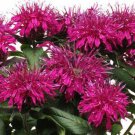 New Arrival 100 Purple Balm Seeds Flowers Seed Bloom Hummingbird Flower Seeds US SELL 1327