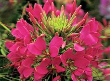 Limited Edition 100 Raspberry Spider Seeds Clome Spinosa Perennial 1189 US Seller Flower Bee