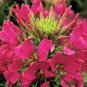 Limited Edition 100 Raspberry Spider Seeds Clome Spinosa Perennial 1189 US Seller Flower Bee