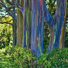 New Arrival 50 Rainbow Eucalyptus Seeds Tree Flower Perennial Flowers Seed US SELLER 1348