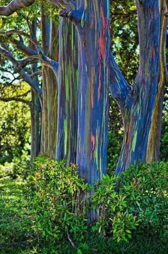 New Arrival 50 Rainbow Eucalyptus Seeds Tree Flower Perennial Flowers Seed US SELLER 1348
