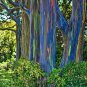 New Arrival 50 Rainbow Eucalyptus Seeds Tree Flower Perennial Flowers Seed US SELLER 1348