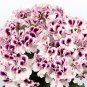 Top-Quality 10 White Purple Geranium Seeds Perennial Flower Seed Flowers Bloom 236 US SELLER