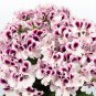 Top-Quality 10 White Purple Geranium Seeds Perennial Flower Seed Flowers Bloom 236 US SELLER