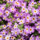 Limited Edition 50 Safari Sky Phlox Seeds Flower Perennial Seed Flowers Butterfly 1298 US SELLER