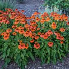 Premium 50 Adobe Orange Coneflower Seeds Echinacea Flower Perennial Flowers Seeds 1332