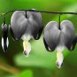 Limited Edition 25 Light Gray Bleeding Heart Seeds Dicentra Spectabilis Shade Flower Garden 679