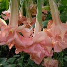 Premium 10 Evelyn Rose Angel Trumpet Seeds Flowers Seed Brugmansia Datura 646 USA SELLER Premium 10 Evelyn Rose Angel Trumpet Seeds Flowers Seed Brugmansia Datura 646 USA SELLER