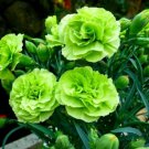 Limited Edition 100 Bright Green Carnation Seeds Dianthus Flowers Seed Flower Perennial 302