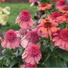 Best-Selling 50 Rainbow Sherbert Coneflower Seeds Echinacea Perennial Flowers Flower 1377 USA