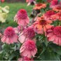 Best-Selling 50 Rainbow Sherbert Coneflower Seeds Echinacea Perennial Flowers Flower 1377 USA