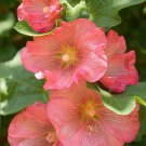Best-Selling 25 Pink Orange Hollyhock Seeds Perennial Flower Seed Flowers 890 US SELLER