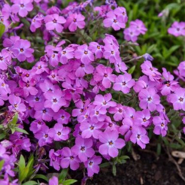 Limited Edition 50 Rose Sprite Phlox Seeds Flower Perennial Seed Flowers Butterfly 1292 US SELL