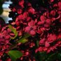 Top-Quality 25 Red Lilac Seeds Tree Fragrant Perennial Flower Flowers Seed 364 US SELLER