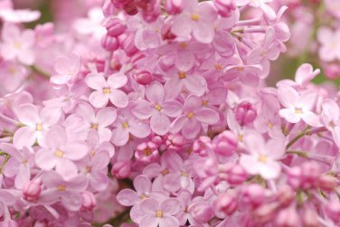 Premium 25 Blush Lilac Seeds Tree Fragrant Flowers Perennial Seed Flower 921 US SELLER