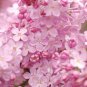 Premium 25 Blush Lilac Seeds Tree Fragrant Flowers Perennial Seed Flower 921 US SELLER