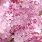 Premium 25 Blush Lilac Seeds Tree Fragrant Flowers Perennial Seed Flower 921 US SELLER