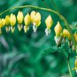 Exclusive 25 Yellow Bleeding Heart Seeds Flowers Flower Seed Perennial Bloom 315 US SELLER