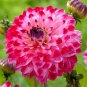 New Arrival 25 Seniors Dream Dahlia Perennial Flowers Seeds Flowering Bloom 1153 US SELL