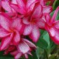 New Arrival 5 Pink White Plumeria Seeds Plants Flower Lei Hawaiian Perennial Flowers 201