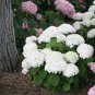New Arrival 5 Wee White Hydrangea Seeds Perennial Garden Hardy Shrub Flower Bush Seed 1117