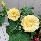 Exclusive 10 Ballerina Yellow Angel Trumpet Seeds Flowers Seed Brugmansia Datura 627 USA