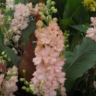 Exclusive 50 Salmon King Delphinium Seeds Perennial Garden Flower Seed Flowers 817 USA Exclusive 50 Salmon King Delphinium Seeds Perennial Garden Flower Seed Flowers 817 USA