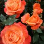 Top-Quality 10 Bright Orange Rose Seeds Flower Bush Perennial Bloom Shrub Flower Seed 1317