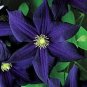 Exclusive 25 Dark Purple Clematis Seeds Bloom Flowers Perennial Flower Seed 128 US SELLER