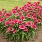 New Arrival 50 Raspberry Beret Coneflower Seeds Echinacea Perennial Flowers Flower 1378 USA