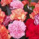 Exclusive 100 Double Mix Carnation Seeds Dianthus Flowers Seed Flower Perennial 227