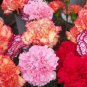 Exclusive 100 Double Mix Carnation Seeds Dianthus Flowers Seed Flower Perennial 227