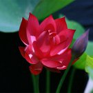 Exclusive 5 Red Lotus Seeds Nelumbo nucifera Flowering Blooms Hardy Tropical Seed 931