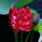 Exclusive 5 Red Lotus Seeds Nelumbo nucifera Flowering Blooms Hardy Tropical Seed 931