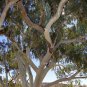 Premium 50 Camaldiensis Eucalyptus Seeds Tree Flower Perennial Flowers Seed US SELL 1379