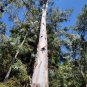 Best-Selling 50 White Peppermint Eucalyptus Seeds Tree Flower Perennial Flowers Seed 1341