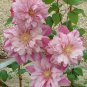 Premium 25 Double Light Pink Clematis Seeds Bloom Climbing Perennial Plumeria Seed 81