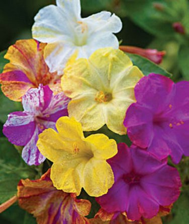 Best-Selling 25 Mixed Four O'clock Flowers Seeds 4 O'clock Seeds Flower Perennial 157