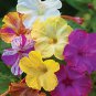 Best-Selling 25 Mixed Four O'clock Flowers Seeds 4 O'clock Seeds Flower Perennial 157